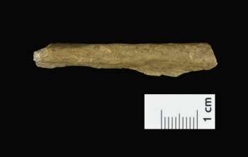 Vista de un fragmento de hueso humano procedente de las nuevas excavaciones en Ranis (Alemania). 