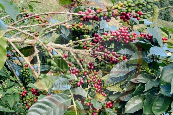El grano que nace entre la montaña y el mar. Café de altura, sabor auténtico desde la Sierra Nevada de Santa Marta. Derechos Reservados/ELINFORMADOR