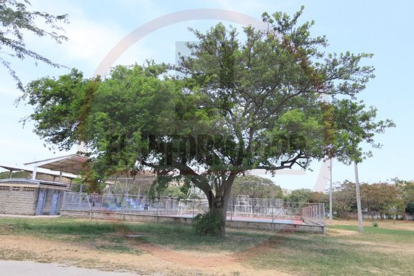 Uno de los Macurtú de la Universidad del Magdalena, justo detrás de una de las canchas de microfútbol. En el campus se encuentran tres Macurutúes. Derechos Reservados/ELINFORMADOR