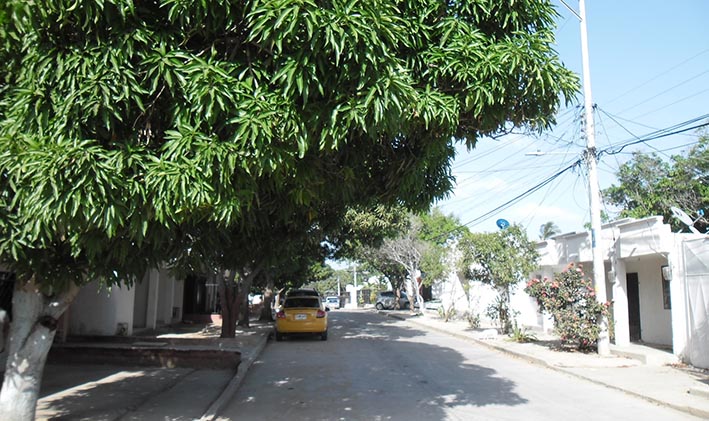 En Riohacha se encuentran árboles frutales como los que dan sombra, y en su mayoría apaciguan el hambre de cualquier persona.