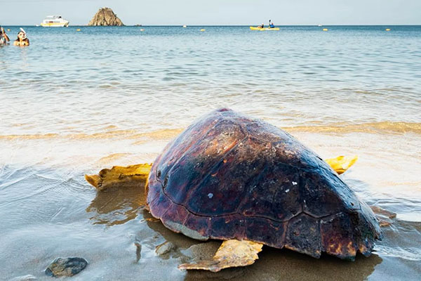 En el marco del Día Internacional de las Tortugas Marinas, 67 individuos fueron reintroducidos al océano desde playas samarias.
