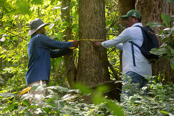 Funcionarios de la Secretaría de Desarrollo Económico, Rural y Ambiente de Sincelejo realizando mediciones e inventario de especies de flora y fauna en el distrito. Foto Alcaldía de Sincelejo