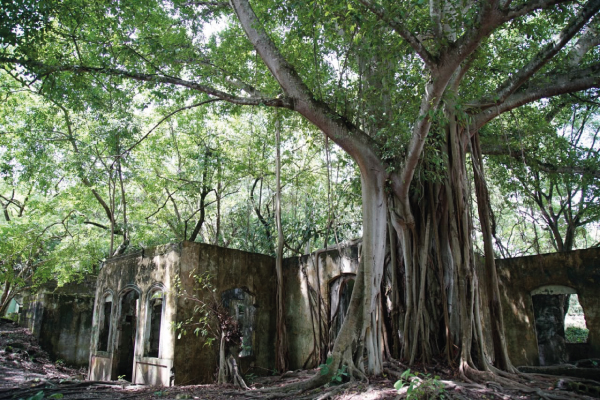 Varias entidades del Estado, lideradas por el Ministerio de las Culturas, las Artes y los Saberes, se reunirán con la comunidad de Armero para honrar la memoria de las víctimas de la tragedia. Foto tomada de la página de Minculturas Crédito: Quike Garzón