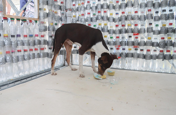 Una de las viviendas sostenibles para caninos reutilizando más de 2.000 botellas tipo PET.
