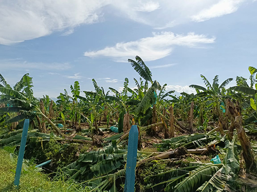 Las fuertes lluvias acompañadas de ráfagas de viento destruyeron centenares de hectáreas de matas de banano.
