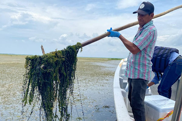 Pescador del pueblo palafito Nueva Venecia en la Ciénaga Grande, levantando una gran cantidad de la planta Hidrylla con su remo. Foto Corpamag