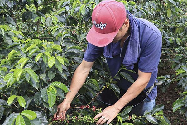 Campesino agricultor colombiano recogiendo una cosecha de café. Foto MinAgricultura 