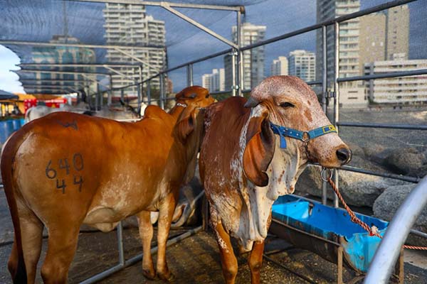 Ejemplares bovinos en medio de una subasta en la Marina de Santa Marta. Foto Fedegán  