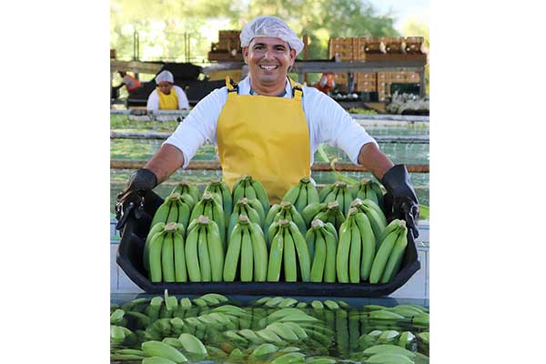 Trabajador de Banasan con una cosecha de banano tipo exportación. Foto Banasan Trabajador de Banasan con una cosecha de banano tipo exportación. Foto Banasan