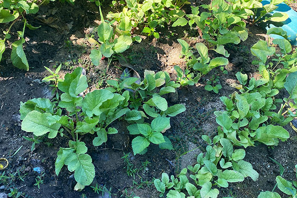Entre los cultivos se destacan pimentón, berenjena, tomate, cilantro, cebolla larga, rábano y lechuga crespa. Foto Banasan