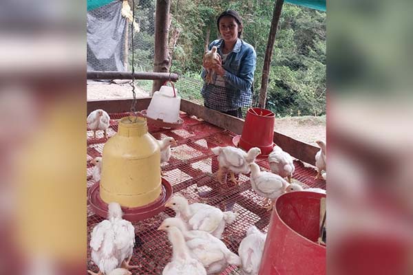 Mujer cafetera de la Sierra Nevada en su hogar alimentando una la cría de pollos, como parte del proyecto impulsado por el Comité de Cafeteros del Magdalena. Foto Comité de cafeteros del Magdalena 