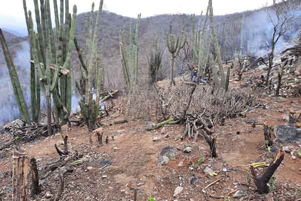 Fotografía de bosque seco tropical en Santa Marta. Foto Alcaldía distrital