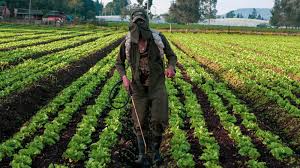 La nueva Ley de Alivios Financieros fue promovida por el Ministerio de Agricultura y Desarrollo Rural, llevará beneficios al agro colombiano.