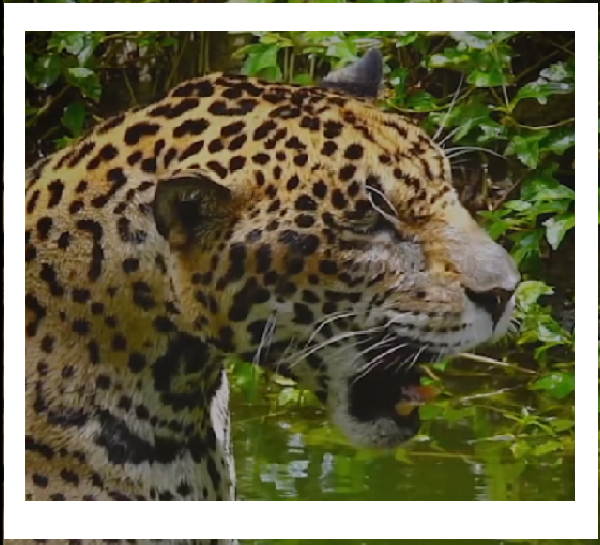 Jaguar detectado en El Oriente,corregimiento de Minca. Foto tomada de redes Corpamag