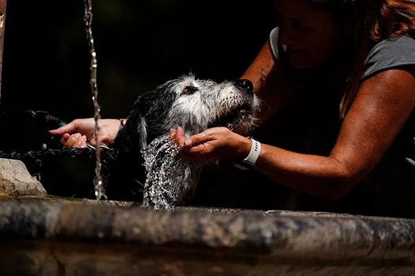 Perro de raza ‘schnauzer’ en una fuente tomando un baño para mitigar el calor.. Foto EFE