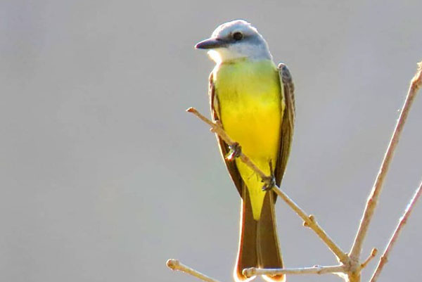 Sirirí’- 23/02/2020. Aves de Santa Marta Sirirí’- 23/02/2020. Aves de Santa Marta