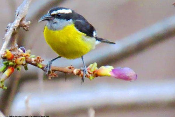 Platanero’ o ‘mielerito- 23/02/2020- Aves de Santa Marta Platanero’ o ‘mielerito- 23/02/2020- Aves de Santa Marta