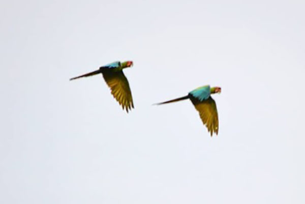 Guacamayas verdes sobrevolando- 06/07/2019- Aves de Santa Marta Guacamayas verdes sobrevolando- 06/07/2019- Aves de Santa Marta