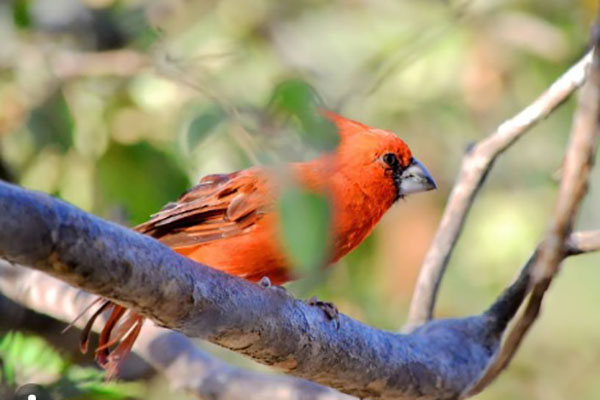 Rey Guajiro-Cardinalis phoeniceus. Foto: archivo Aves de Santa Marta Rey Guajiro-Cardinalis phoeniceus. Foto: archivo Aves de Santa Marta