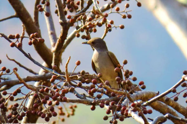 Mirla buchiblanca’- 23/02/2020. Aves de Santa Marta Mirla buchiblanca’- 23/02/2020. Aves de Santa Marta