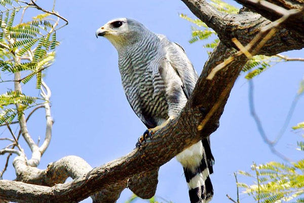 Gavilán saraviado’, residente con nido permanente en la Quinta de SanPedro Alejandrino- Foto ©John Guerin 23/02/2020/ Aves de Santa Marta