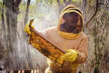 Apicultores de la Sierra Nevada de Santa Marta, contribuye a la conservación de la biodiversidad al promover la polinización de las plantas nativas, lo que a su vez beneficia a otros ecosistemas.