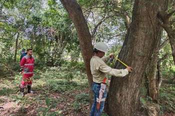 El equipo de Sincelejo continúa registrando y cuidando cada árbol para mejorar la calidad ambiental. / Foto Alcaldía de Sincelejo
