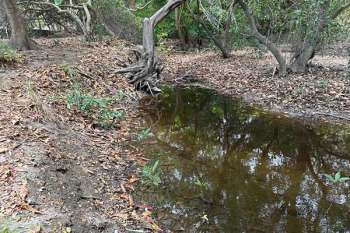 Es de no creer que, en esos espacios de manglar tan reducidos, se hallan encontrado 14 especies de árboles, 4 de las cuales fueron de mangle, negro, blanco, zaragoza y rojo; 16 individuos de fauna mamífera, como el murciélago lengüetón, el frutero y el frugívoro, al igual que zarigüellas, ardillas y hasta un mapache cangrejero. En la gráfica, manglar Playa Dormida.