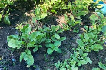 Entre los cultivos se destacan pimentón, berenjena, tomate, cilantro, cebolla larga, rábano y lechuga crespa. Foto Banasan