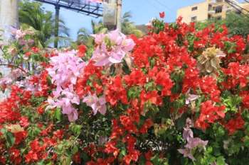 Fotos: Ly Erick Amasifuen