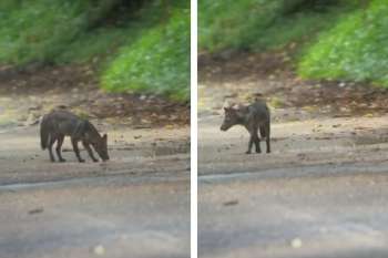 Foto derechos reservados EL INFORMADOR. 