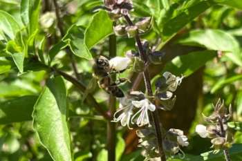 Foto: Derechos reservados/ELINFORMADOR