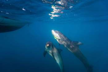 Blue y Martin, delfines del programa ‘A Mar Abierto’, entregan a sus cuidadores la basura que encuentran flotando en el mar Caribe. Foto Centro de Vida Marina en Santa Marta