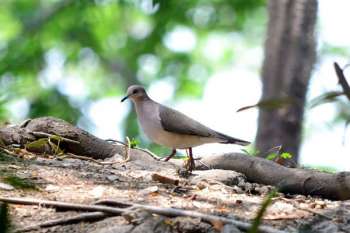 ‘Torcaza’ o ‘Paloma rabiblanca’. Leptotila verreauxi. 9/05/2020/  Foto Aves de Santa Marta